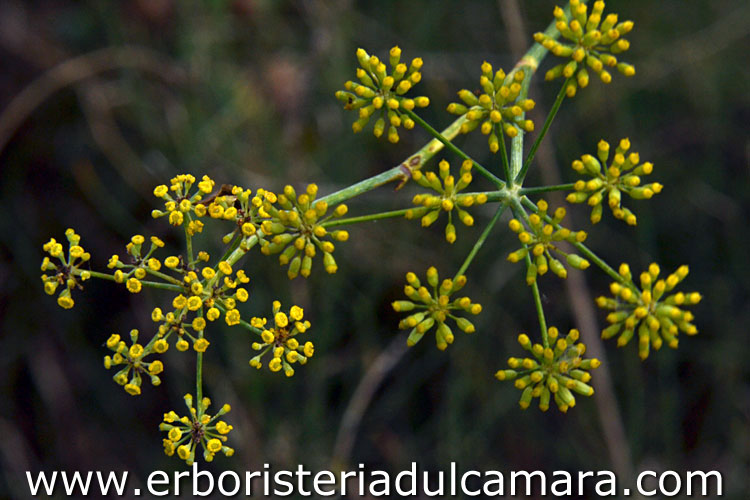 Foeniculum vulgare (Umbelliferae)