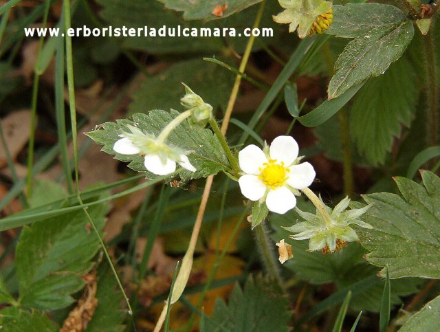 Fragaria vesca (Rosaceae)