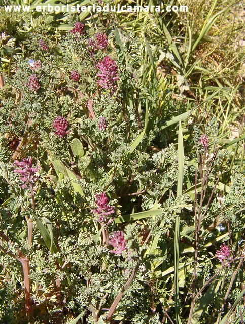 Fumaria officinalis (Fumariaceae)