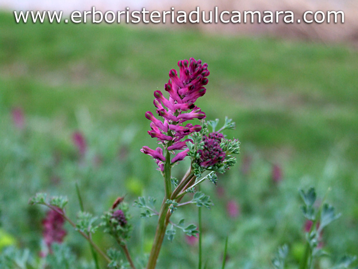 Fumaria officinalis (Fumariaceae)