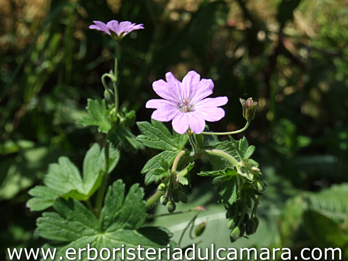 Geranium molle (Geraniaceae)