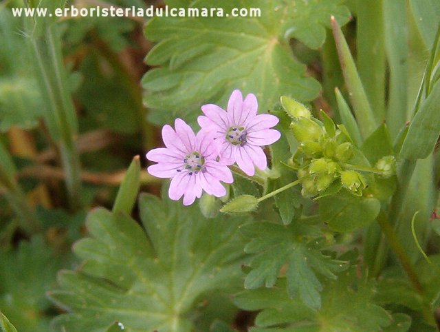 Geranium molle (Geraniaceae)