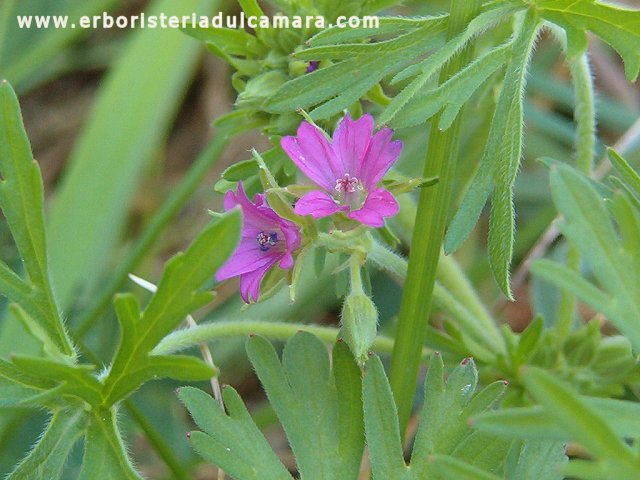 Geranium dissectum (Geraniaceae)