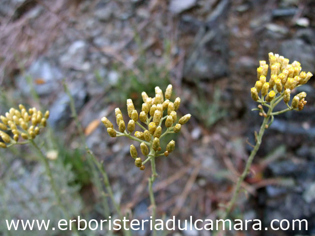 Helichrysum italicum (Asteraceae)