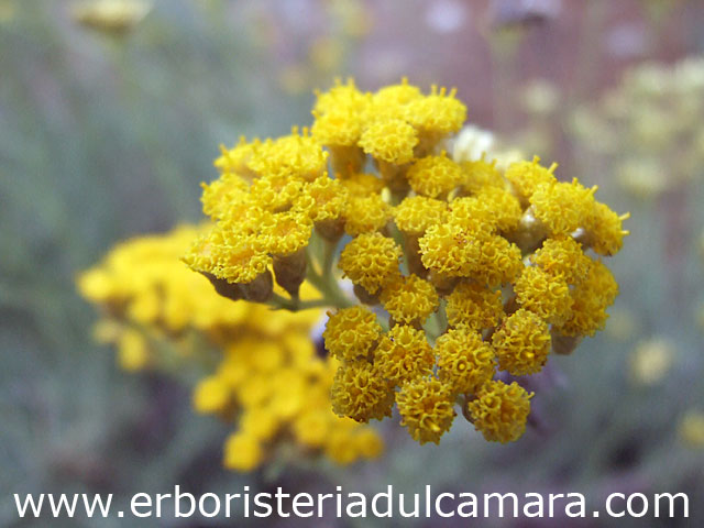 Helichrysum italicum (Asteraceae)