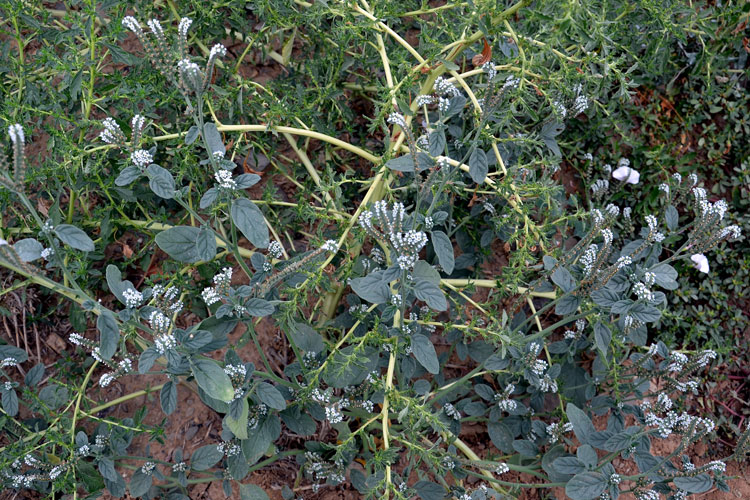 Heliotropium europaeum (Boraginaceae)