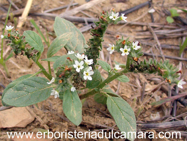 Heliotropium europaeum (Boraginaceae)