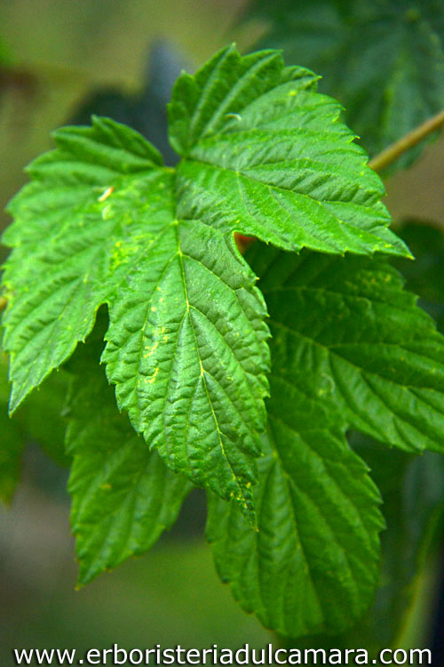 Humulus lupulus (Cannabaceae)