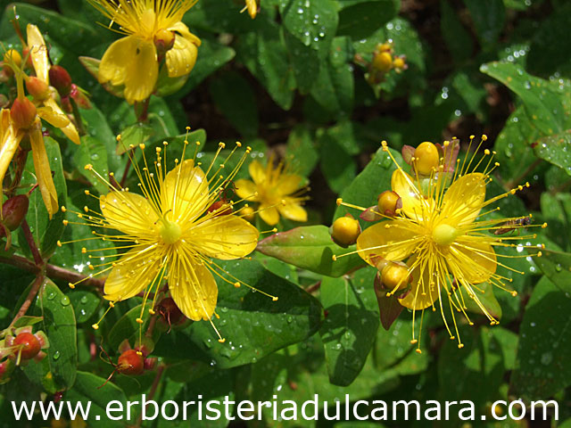 Hypericum calycinum (Hypericaceae)