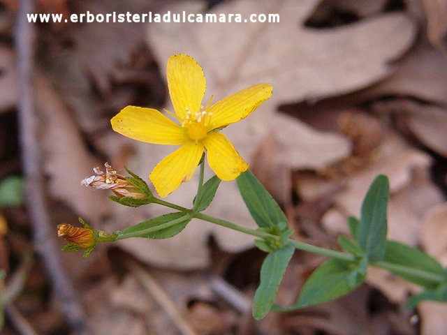 Hypericum pulchrum (Hypericaceae)