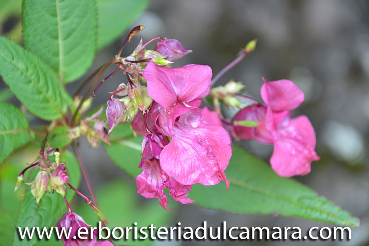 Impatiens glandulifera (Balsaminaceae)