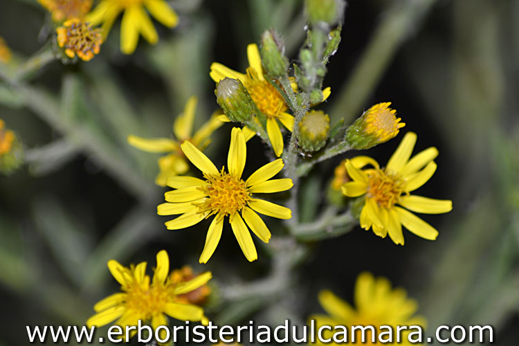 Inula viscosa (Asteraceae)