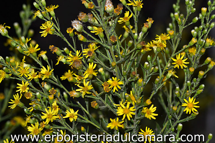 Inula viscosa (Asteraceae)