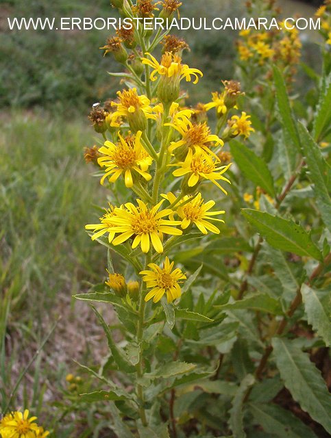 Inula viscosa (Asteraceae)