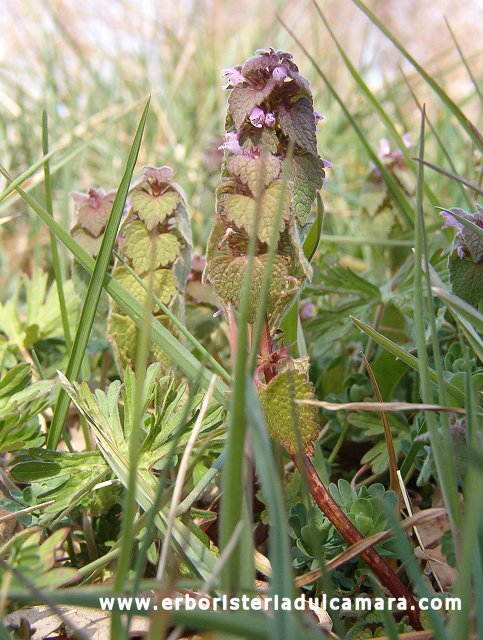 Lamium purpureum (Lamiaceae)