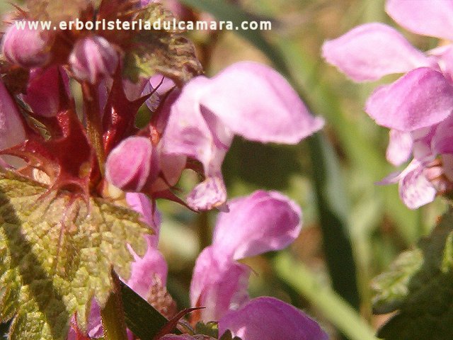 Lamium purpureum (Lamiaceae)