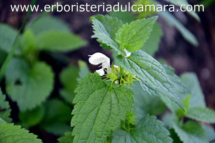 Lamium album (Lamiaceae)