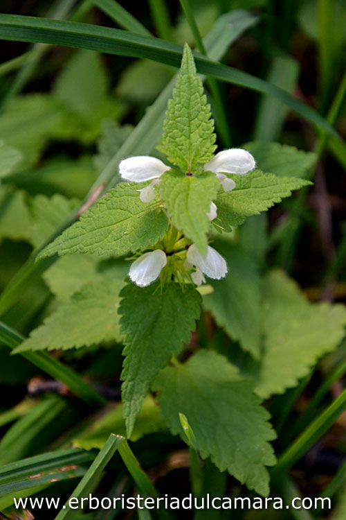 Lamium album (Lamiaceae)