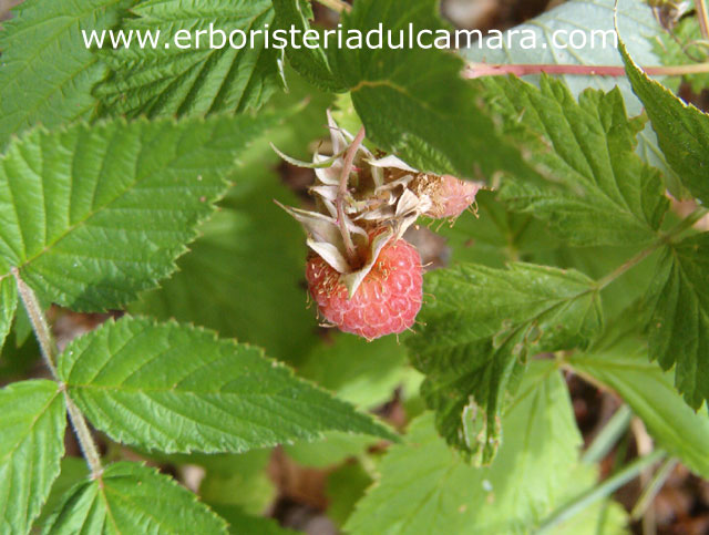 Rubus idaeus (Rosaceae)