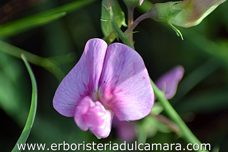 Lathyrus sylvestris (Fabaceae)