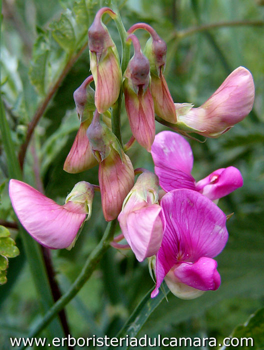 Lathyrus sylvestris (Fabaceae)