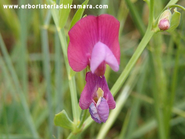 Vicia sativa (Fabaceae)