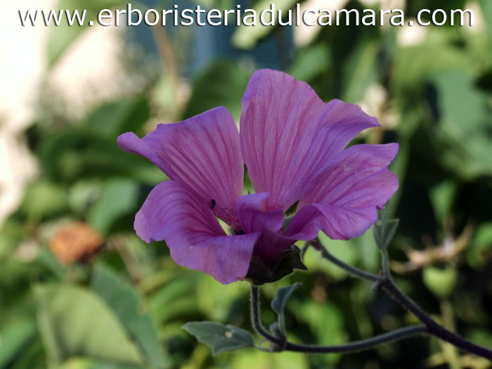 Lavatera thuringiaca (Malvaceae)