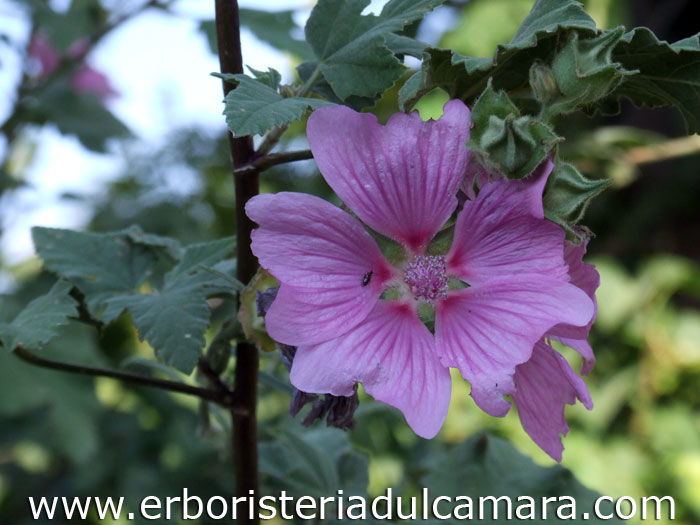 Lavatera thuringiaca (Malvaceae)