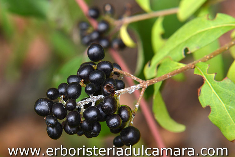 Ligustrum vulgare (Oleaceae)