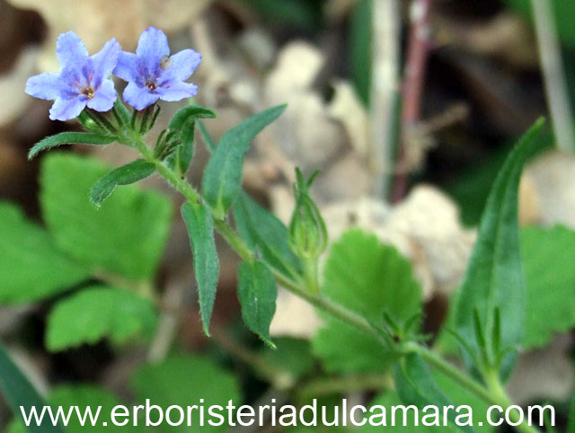 Litospermum purpureo-coeruleum (Boraginaceae)