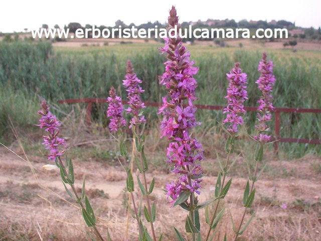 Lythrum salicaria (Litraceae)