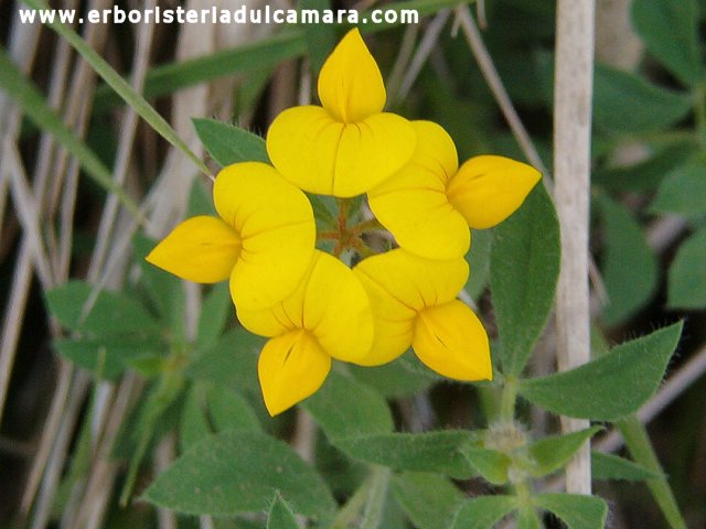 Lotus corniculatus (Fabaceae)