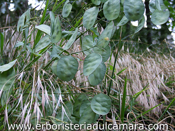 Lunaria annua (Cruciferae)