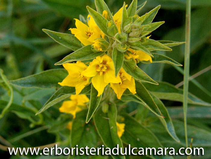 Lysimachia vulgaris (Primulaceae)