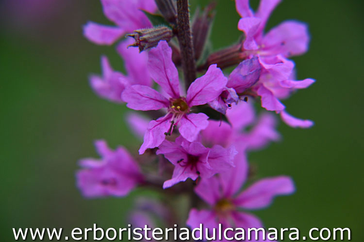 Lythrum salicaria (Litraceae)