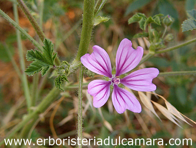 Malva sylvestris (Malvaceae)