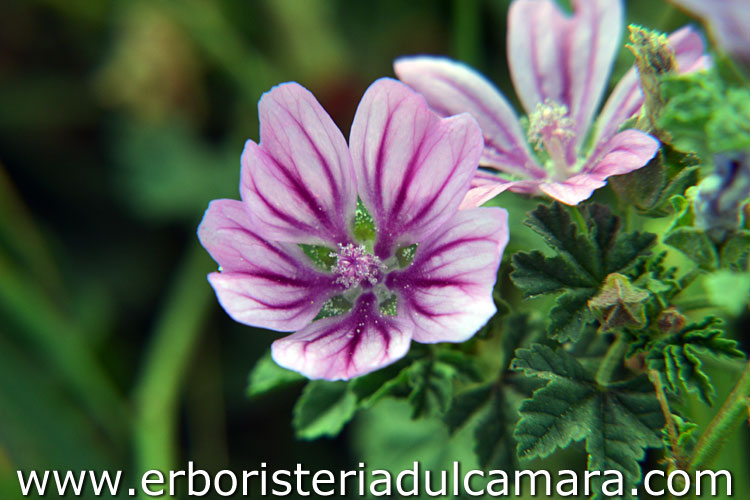 Malva sylvestris (Malvaceae)