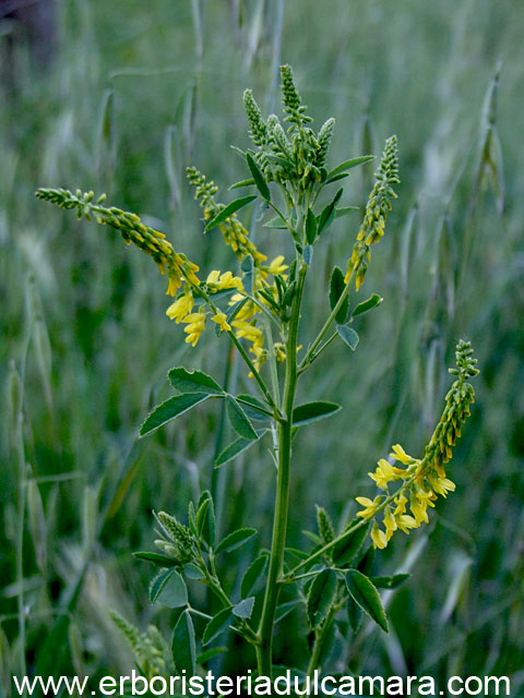 Melilotus officinalis (Fabaceae)