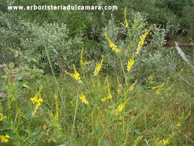 Melilotus officinalis (Fabaceae)