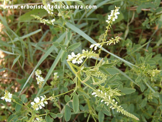 Melilotus alba (Fabaceae)