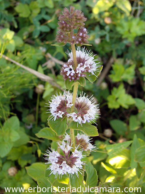 Mentha aquatica (Lamiaceae)