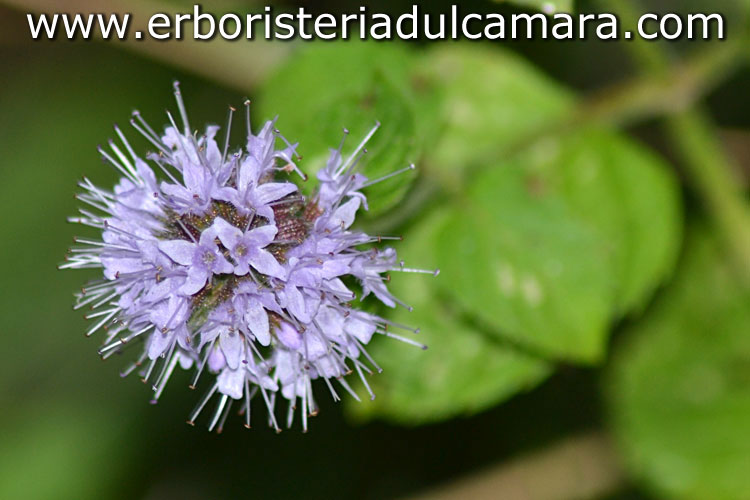 Mentha aquatica (Lamiaceae)