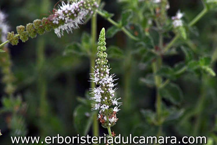 Mentha longifolia (Lamiaceae)