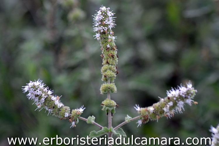 Mentha suaveolens (Lamiaceae)