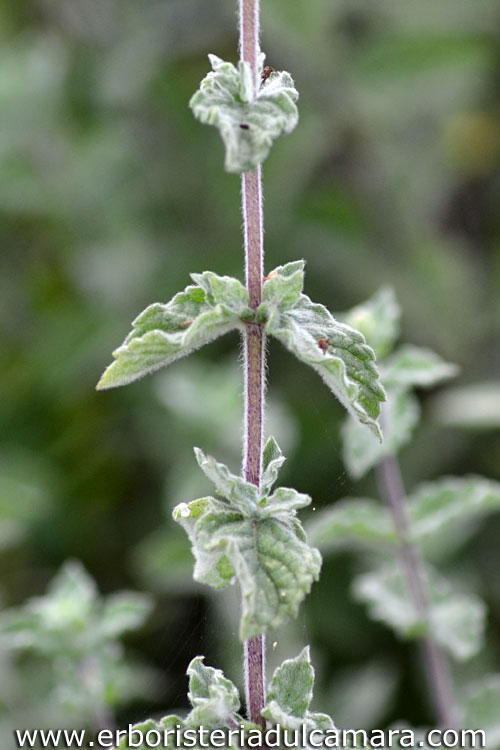 Mentha suaveolens (Lamiaceae)