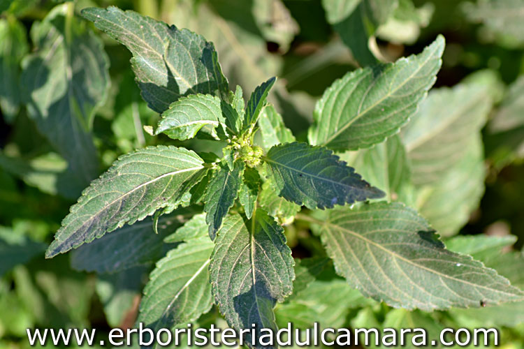 Mercurialis annua (Euphorbiaceae)