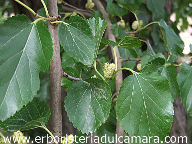 Morus alba (Moraceae)