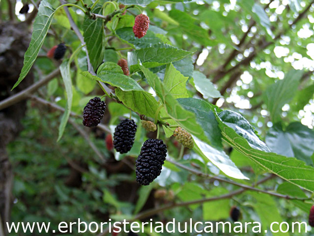 Morus nigra (Moraceae)