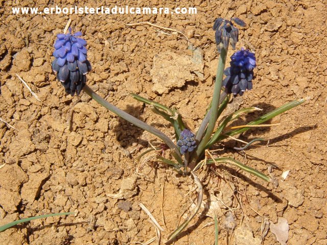 Muscari racemosum (Liliaceae)