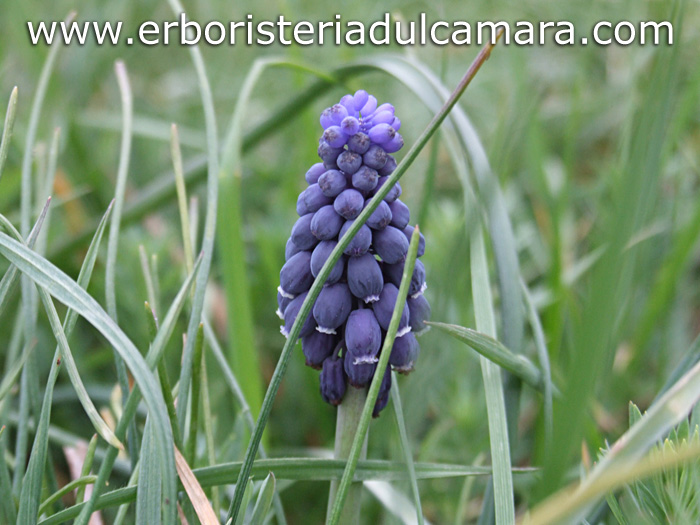 Muscari racemosum (Liliaceae)